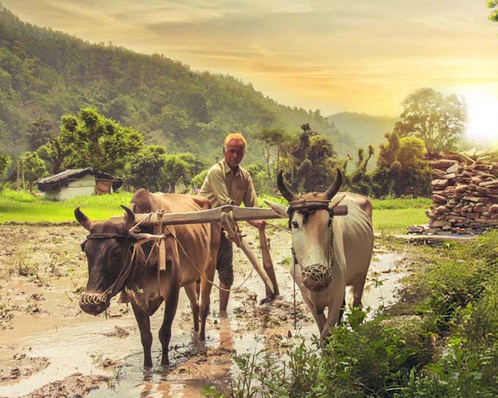 If the Farmer is Poor, Then So is the Whole Country: Understanding the Vital Role of Agriculture